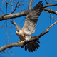 A peregrine falcon, a bird whose numbers have rebounded since the 1970s thanks to conservation efforts and DDT bans.